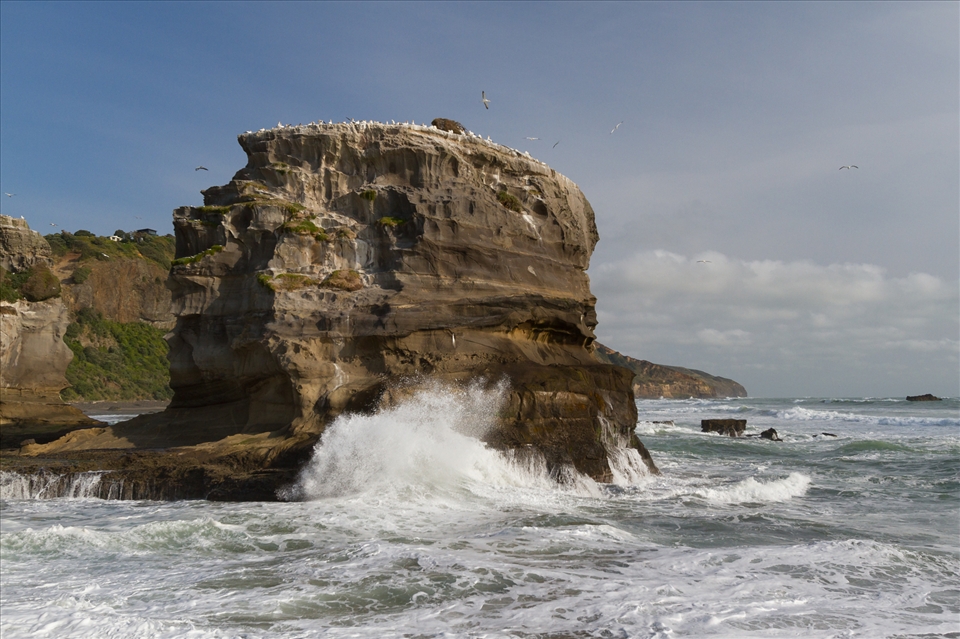 Motutara Island which has been claimed by the gannets, takes on the force of the Tasman Sea as it meets New Zealand.