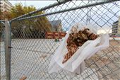 A fence bordering the red zone. Enclosed within what is arguably the heart of the city, the Christchurch Cathedral. The damaged cathedral has come to symbolize the February 2011 earthquake.  What was a source of pride for the people of Christchurch is now a source of debate and conflict. The debate to restore the cathedral or build a new cathedral in its place brings to light the issues facing the city and its citizens.: by rb_photo, Views[897]