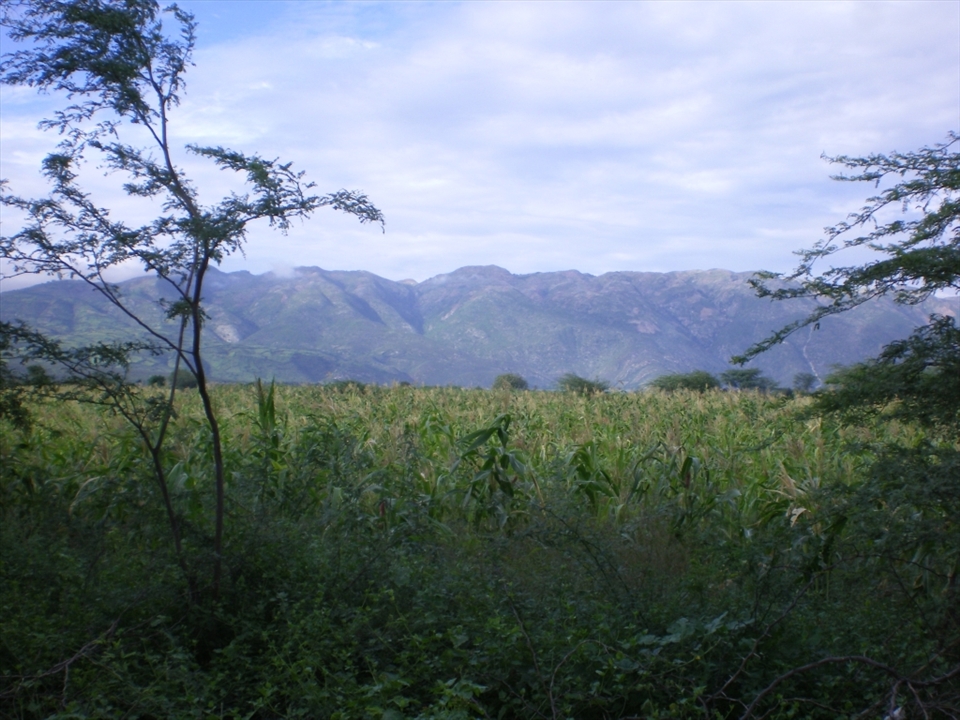 Green grass; mountains in the background.