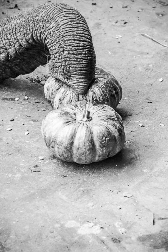 Trying to sneak more food