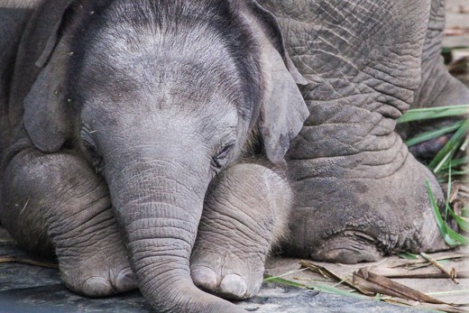 Nawaan snuggling in for a nap