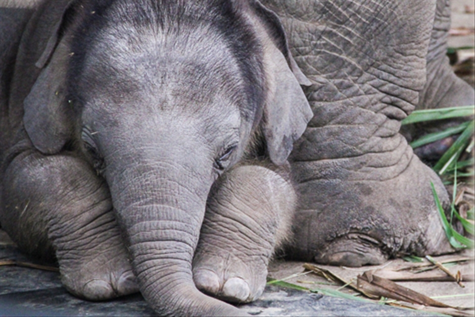 Nawaan snuggling in for a nap