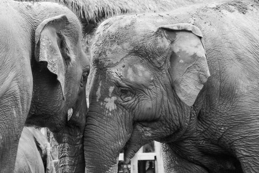 Elephant Love