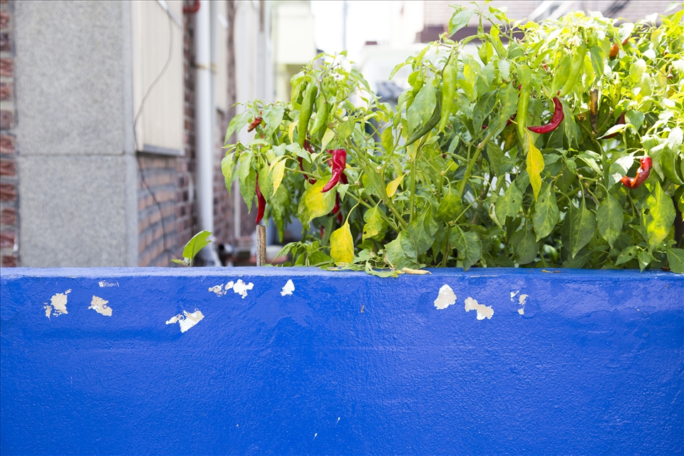 Korean food. Without it, there is no Korea. And the spicier the better, so urban dwellers are keen on growing their own spice gardens.