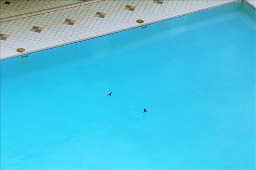 Even as the monsoon season has arrived, birds still play around in times like these – when the sunlight hits the waters just right – and they occasionally celebrate in dances as such. The two birds flew around in circles with each other right above the surface of the cool waters. They repeatedly fly in this motion but with differing unique patterns, almost as if they were dancing in a pair. 