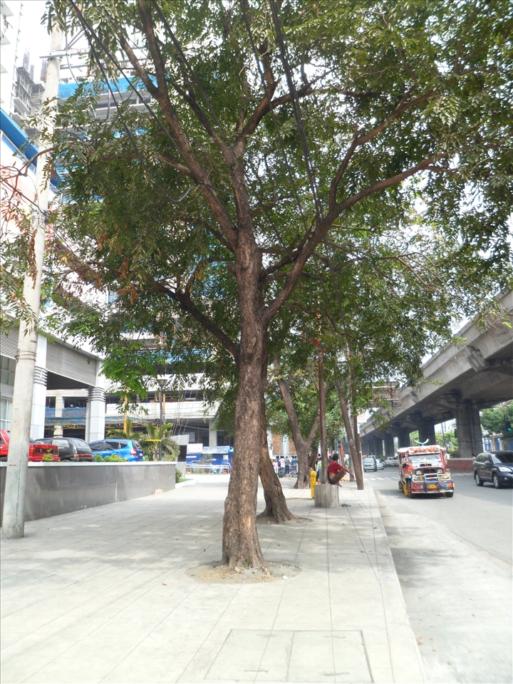 Urban Jungle 1: The street trees