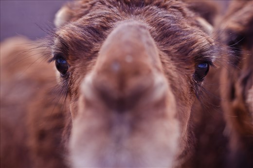 Close-up camel.