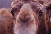 Close-up camel.: by reinier, Views[262]