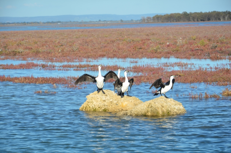 As we drove the boat in the estuary, these darters were ready to take flight after sunbathing for a long time. They were surprised by our presence, most probably!