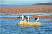 As we drove the boat in the estuary, these darters were ready to take flight after sunbathing for a long time. They were surprised by our presence, most probably!: by rememberingwellness, Views[249]