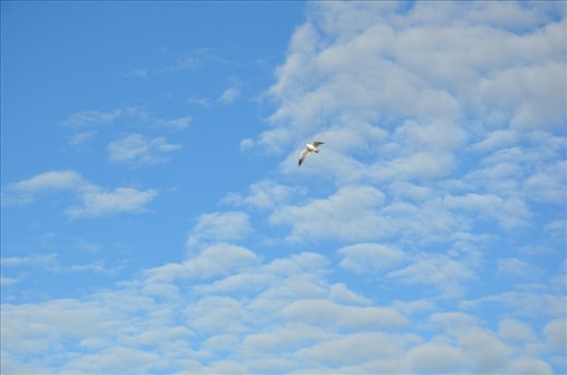 A lone seagull was circling the sky searching for food elsewhere. The clear blue sky of Mandurah is a perfect place for avian species to fly about and for the Australians to take for granted.