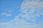 A lone seagull was circling the sky searching for food elsewhere. The clear blue sky of Mandurah is a perfect place for avian species to fly about and for the Australians to take for granted.: by rememberingwellness, Views[340]