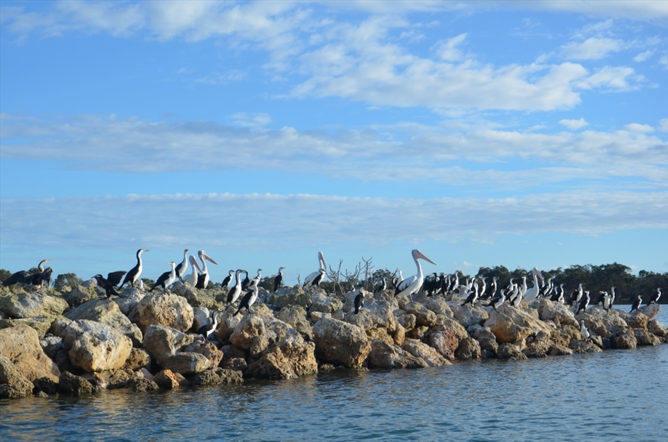 Pelicans, darters and other bird species compete for spaces to nest on a rocky island. I was told by the locals of Mandurah that these islands were actually human-engineered to create more space for bird-nesting. 