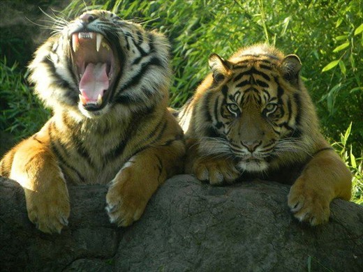 Tigers Yawning