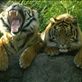 Tigers Yawning: by remington, Views[174]