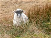 The thousands of sheep inhabiting the island and providing a living for their owners seem to be the only ones who have always lived here and never wasted a thought on leaving. In fact they are so used to people passing by not noticing them that once you stop to take a picture they get all timid and frightened, like this one hiding in the tall grass.: by remote_isle, Views[213]