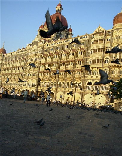 Pigeons begin their day at Gateway of India, Taj Hotel