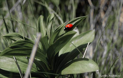 The luck has arrived... The spring is coming.