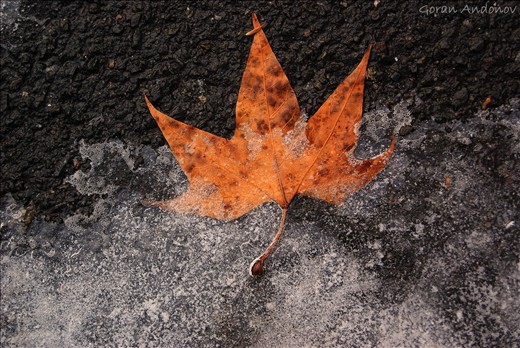 The fall surrenders, choose your way for the winter.