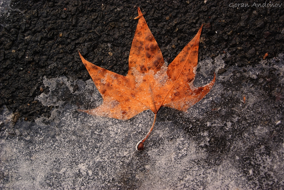 The fall surrenders, choose your way for the winter.