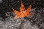 The fall surrenders, choose your way for the winter.: by republicofmacedonia, Views[243]