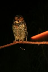 by resfeber, Views[114]