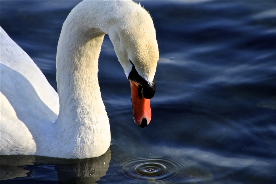 A swan in Hyde Park. 