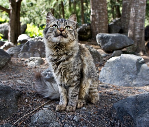 Wild Mountain Cat