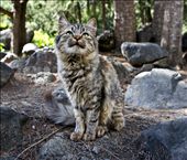 Wild Mountain Cat: by reunion, Views[1492]
