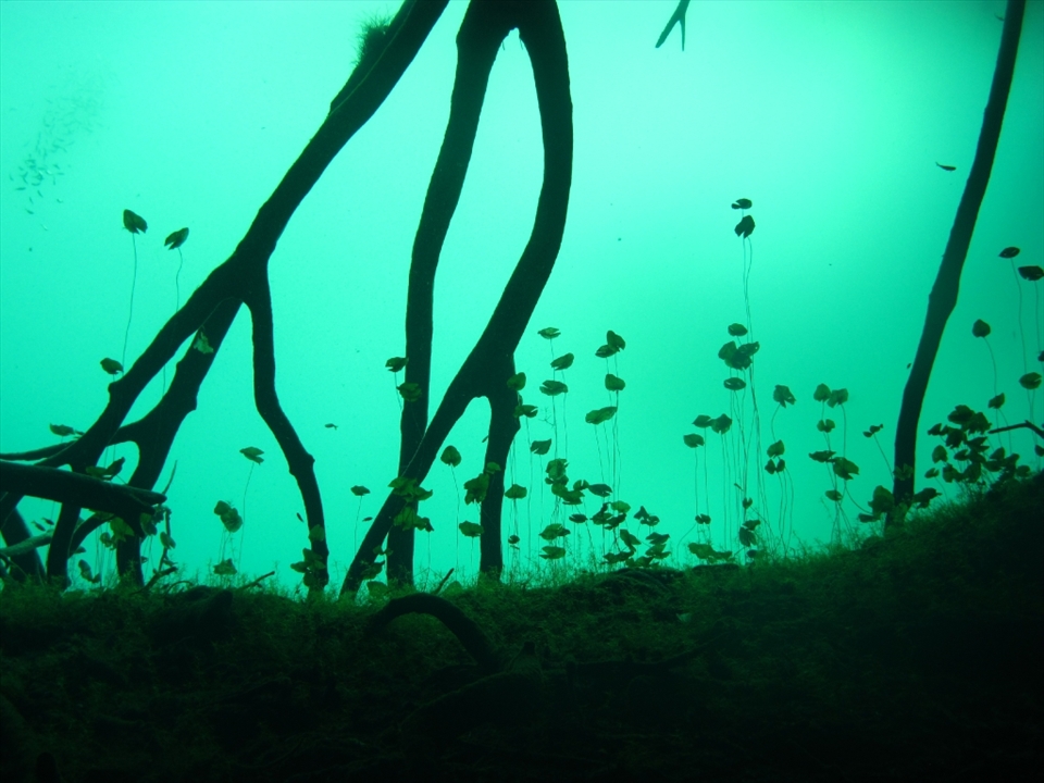 The Cenote Aktun Ha nicknamed 'The Carwash' provided a spectacular underwater garden at its entry and hid two cave systems off either side. Returning to the garden was a steep slope that rewarded you with beautiful silhouettes.