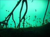 The Cenote Aktun Ha nicknamed 'The Carwash' provided a spectacular underwater garden at its entry and hid two cave systems off either side. Returning to the garden was a steep slope that rewarded you with beautiful silhouettes.: by rexy, Views[623]