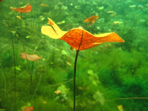 A forest of lily pads cover the rolling green hills of this underwater garden. This Cenote is incredible in its contrast with colour and life in the garden and the darkness of the caves. 
