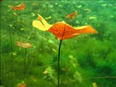 A forest of lily pads cover the rolling green hills of this underwater garden. This Cenote is incredible in its contrast with colour and life in the garden and the darkness of the caves. : by rexy, Views[948]