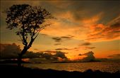 pohon itu seolah sedang melihat sunset yang indah dipesisir pantai aceh.: by rezahidayat, Views[593]