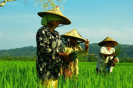 tiga perempuan yang sedang menjaga sawahnya yang merupakan budaya dari indonesia