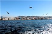 An izmir bay. Scene from ferry that crossed Alsancak to Karşıyaka. We feed those birds with biscuits from the ferry: by rezkyafriza, Views[1055]