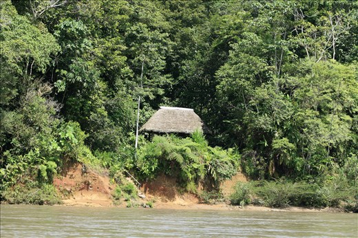 A grass hut in the rain forest on the shore of the Napo River