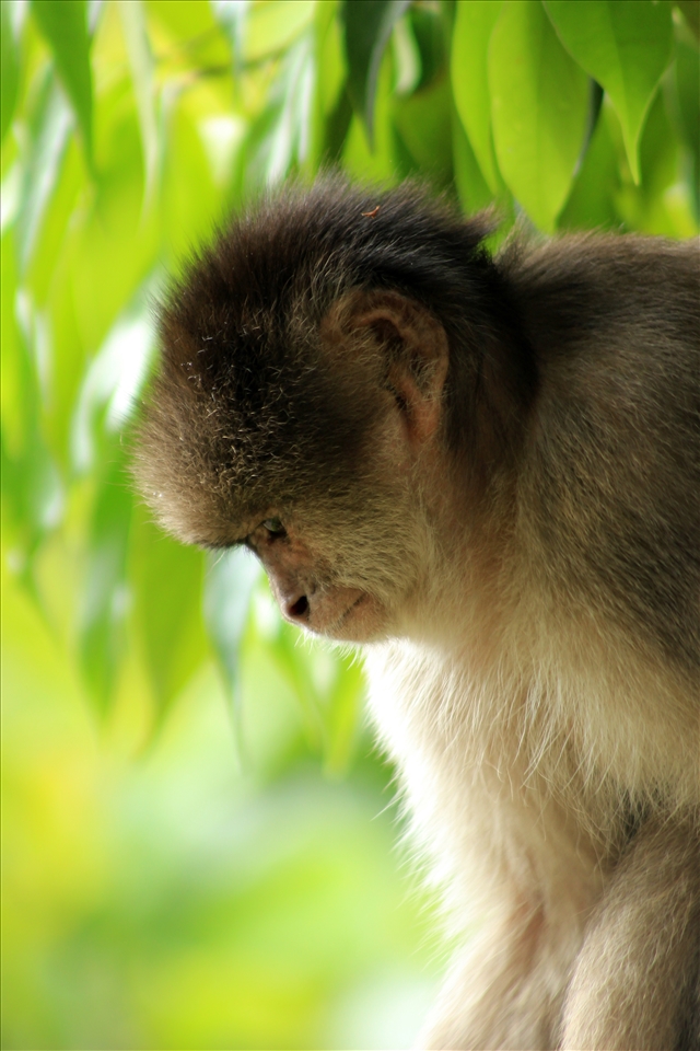 A wild monkey among trees in the rain forest in Mishaulli, Ecuador