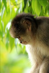 A wild monkey among trees in the rain forest in Mishaulli, Ecuador: by rhamm, Views[373]