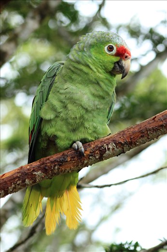 A green parrot perched on a branch in a tree in the rain forest