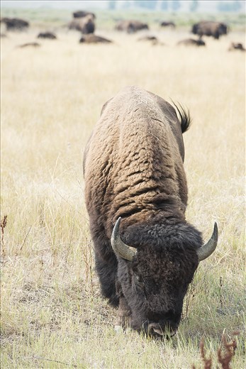 The plains bison, is an iconic symbol of the free and open spirit of the North American prairie. Almost hunted to extinction from a population estimate to be between 40-60 million, there are currently 450 genetically pure bison on the American Prairie Reserve. 
