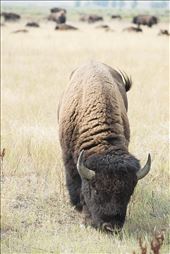 The plains bison, is an iconic symbol of the free and open spirit of the North American prairie. Almost hunted to extinction from a population estimate to be between 40-60 million, there are currently 450 genetically pure bison on the American Prairie Reserve. : by rhys_morgan, Views[256]