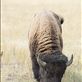 The plains bison, is an iconic symbol of the free and open spirit of the North American prairie. Almost hunted to extinction from a population estimate to be between 40-60 million, there are currently 450 genetically pure bison on the American Prairie Reserve. : by rhys_morgan, Views[223]