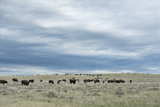 Bison are a keystone species on the prairie grasslands. Constantly  grazing and always on the move they never concentrate their movements on specific areas.  Bison are selective feeders, grazing on dominant grasses preserving vegetation diversity.