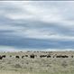 Bison are a keystone species on the prairie grasslands. Constantly  grazing and always on the move they never concentrate their movements on specific areas.  Bison are selective feeders, grazing on dominant grasses preserving vegetation diversity.: by rhys_morgan, Views[169]