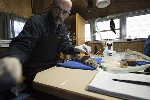An important aspect of the project is interactions with the surrounding community, here Randy Matchett, of Montana Fish and Wildlife, microchips and vaccinates a female Black Footed Ferret. Once thought extinct, the Charles M Russell Wildlife Reserve, which borders the American Prairie Reserve is one location of an ambition reintroduction program of the rare mammal. 
