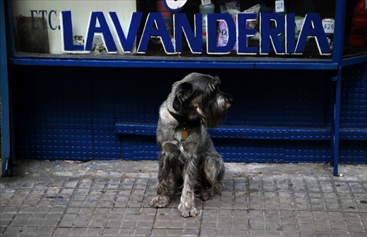 Dog waiting for his owner in front of a laundry store. I love the time passage of this picture.