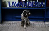 Dog waiting for his owner in front of a laundry store. I love the time passage of this picture.: by ricardomarques, Views[723]