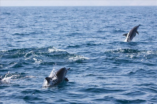 Dolphins hunting small fish, not showing off