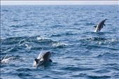 Dolphins hunting small fish, not showing off: by richard_irecky, Views[199]